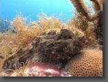 stonefish.jpg